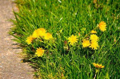 How To Get Rid Of Dandelions Once And For All - southernliving.com