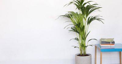 10 of the Best Tall Indoor Plants to Grow - gardenersworld.com