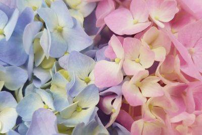 Colours of hydrangeas in different types of soil - growingfamily.co.uk - Britain