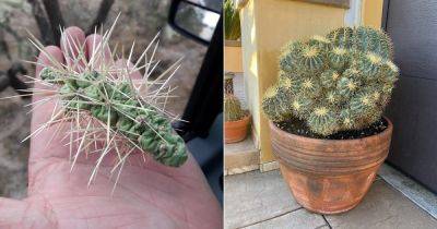 How Long Does It Take for Cactus Needles to Dissolve + Solutions - balconygardenweb.com