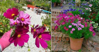 Cosmos Flower Meaning and Why Everyone Should Grow it - balconygardenweb.com - Usa - China - Greece - Japan - Mexico