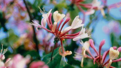 The best summer honeysuckles for scent | House & Garden - houseandgarden.co.uk