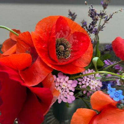 A Great Year for Poppies in Amanda’s Garden - finegardening.com - China