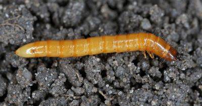 Wireworms - gardenersworld.com - Britain