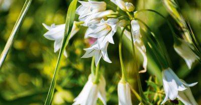 Three-cornered leek (Allium triquetrum) - gardenersworld.com - Britain