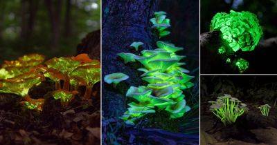11 Glow in the Dark Mushrooms - balconygardenweb.com - Antarctica