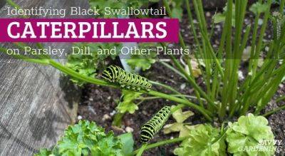 Caterpillar On Dill In Your Garden? What To Do If You Spot One - savvygardening.com