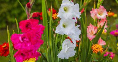 How to Identify and Manage 9 Common Gladiolus Diseases - gardenerspath.com