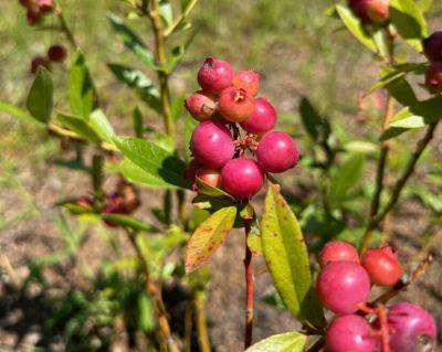 Question of the Week – Pink Lemonade Blueberry - hgic.clemson.edu - state South Carolina