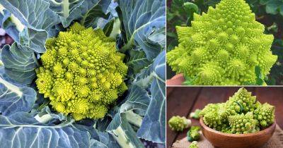 Growing Romanesco Broccoli | How to Grow Roman Cauliflower - balconygardenweb.com