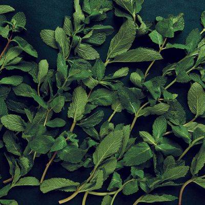 6 Varieties of Mint to Grow for Superb Flavor and Fragrance - finegardening.com
