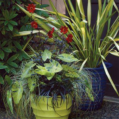 Spectacular Summer Container Designs: Part 2 - finegardening.com - city Seattle - San Francisco