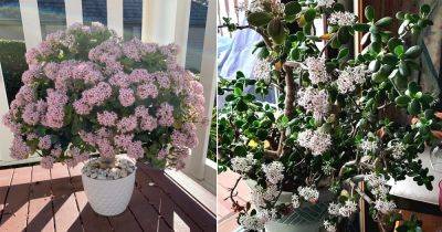 7 Jade Plant Blooming Hacks for More Flowers - balconygardenweb.com