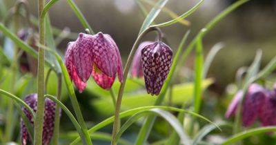 20 Native Wildflowers to Grow - gardenersworld.com - Britain