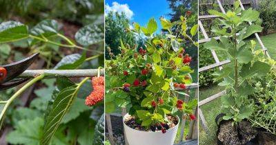 15 Best Fruits that Grow from Cuttings - balconygardenweb.com