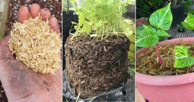 11 Surprising Rice Hull Uses In Garden - balconygardenweb.com - county Garden