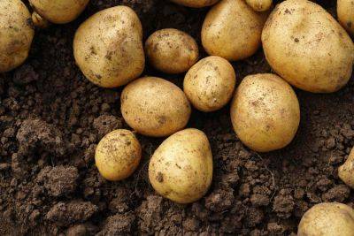 12 Potato Companion Plants For A Plentiful Harvest (Plus, 3 To Avoid!) - southernliving.com - France