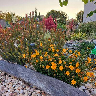 GPOD Vignettes: A Succulent Front Yard, New Blooms from a Zesty Plant, and a Compost Cake - finegardening.com - state California