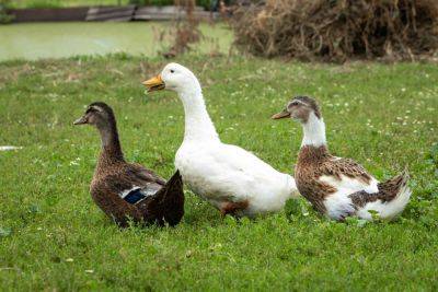 Ducks Might Be Our Favorite Kind of Garden Pest Control - thespruce.com