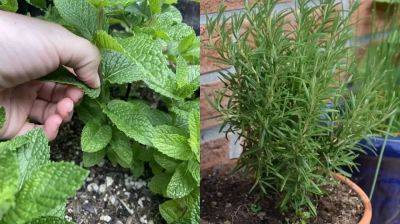 6 Herbs That Love Pinching and Grow Better - balconygardenweb.com