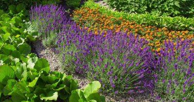 19 of the Best Companion Plants to Grow with Lavender - gardenerspath.com