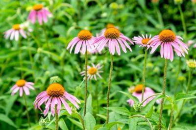 The 11 Best Long-Lasting Perennials You Can Enjoy Year After Year - southernliving.com - Cuba - county Garden