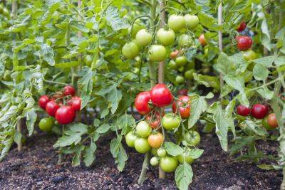 The 12 Best Tomato Companion Plants For Your Best Crop Ever - southernliving.com