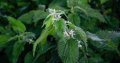 Natural liquid nettle feed is superb for keeping your plants healthy – it just smells terrible - irishtimes.com