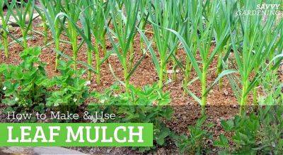Leaf Mulch: How to Make and Use Leaf Mulch in the Garden - savvygardening.com - county Garden