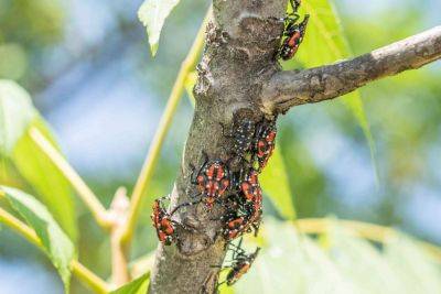 5 Ways to Protect Your Yard From Spotted Lanternflies - thespruce.com - Usa - New York - state Pennsylvania - state Maryland - state Virginia - state Michigan - state Ohio - state Oregon - state North Carolina - state Connecticut - state Massachusets - state New Jersey - state Indiana - state Delaware