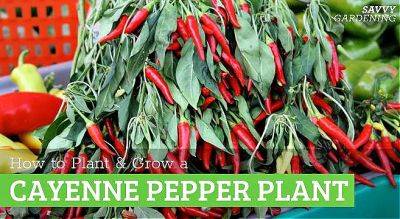 Cayenne pepper plant: How to plant and grow cayenne peppers - savvygardening.com