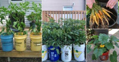 15 Best Plants You Can Grow in a 12-inch Container - balconygardenweb.com - France - Thailand