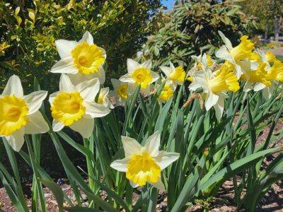 How to protect daffodil bulbs from pests - theprovince.com