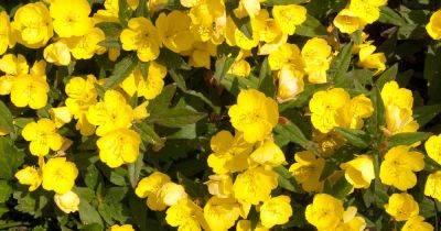 9 of the Best Evening Primrose Varieties - gardenerspath.com - Scotland