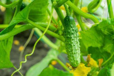 Here's How To Grow Fresh Cucumbers In Your Garden This Summer - southernliving.com