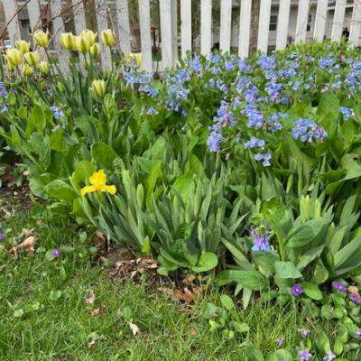 Not Only Violets Are Blue: Part 1 - finegardening.com - Netherlands - Ireland - state Virginia - state Iowa