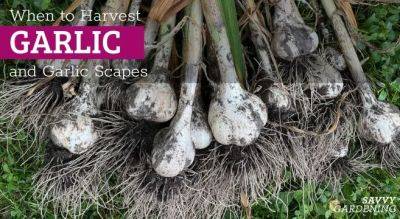 When To Harvest Garlic (And Garlic Scapes) And How to Store It - savvygardening.com