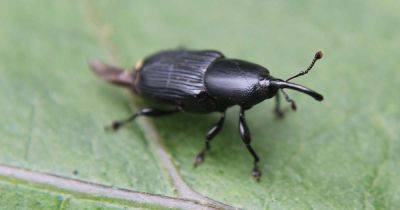 How to Identify and Control Hollyhock Weevils - gardenerspath.com - Britain - Mexico