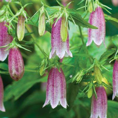 How to Grow 10 Perennials for Continuous Summer Blooms - finegardening.com