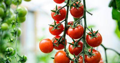 Tips for Growing Better Tomatoes - gardenersworld.com