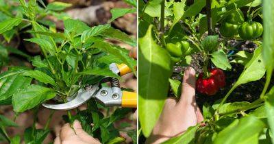 Prune Pepper Plants This Way for Maximum Harvest - balconygardenweb.com