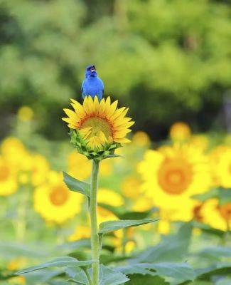 Neonic dangers, with the american bird conservancy’s hardy kern - awaytogarden.com - Usa - Jordan