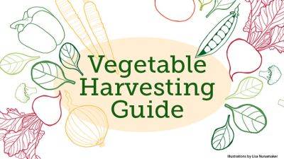 Handy Vegetable Harvesting Guide - gardengatemagazine.com