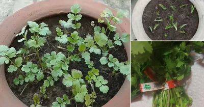 How to Grow Cilantro from Stem Cuttings of Grocery Store Bunch - balconygardenweb.com