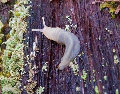 12 Ways to Get Rid of Slugs Naturally - treehugger.com