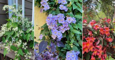 11 Climbing Plants and Vines That Attract Butterflies - balconygardenweb.com - Netherlands - state Virginia