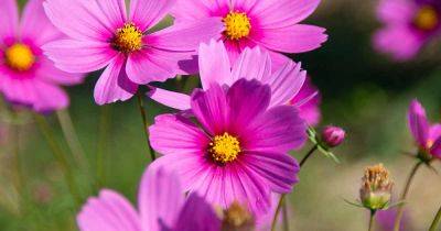 When and How to Deadhead Cosmos Flowers - gardenerspath.com