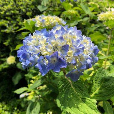 Hydrangea Season in Carla’s Garden - finegardening.com - Japan - North Korea - state Pennsylvania