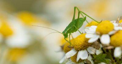 Wildlife watch: Speckled bush-cricket - gardenersworld.com
