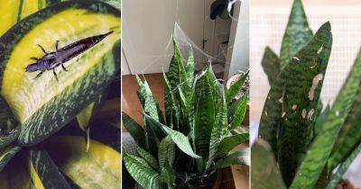 6 Common Snake Plant Bugs and How to Get Rid of Them - balconygardenweb.com